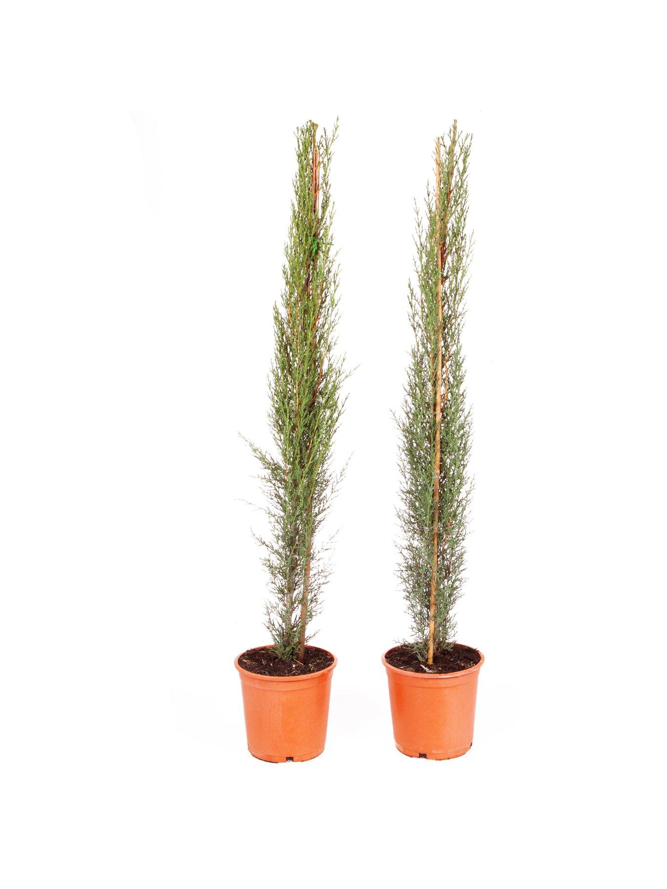 Image 4 of 4 of You Garden Pair Of Italian Cypress Trees 0.6-0.9m Tall