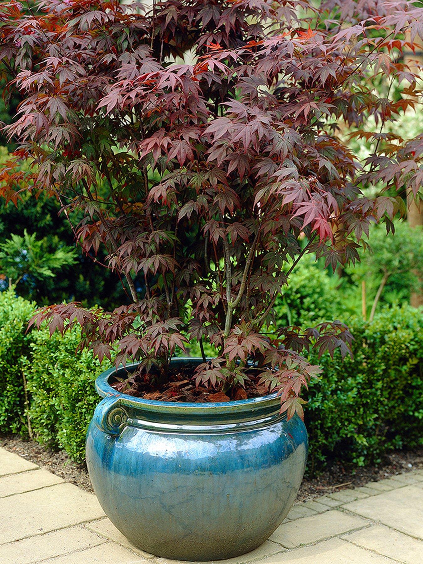 You Garden Hardy Acers Collection 3 x 10.5cm