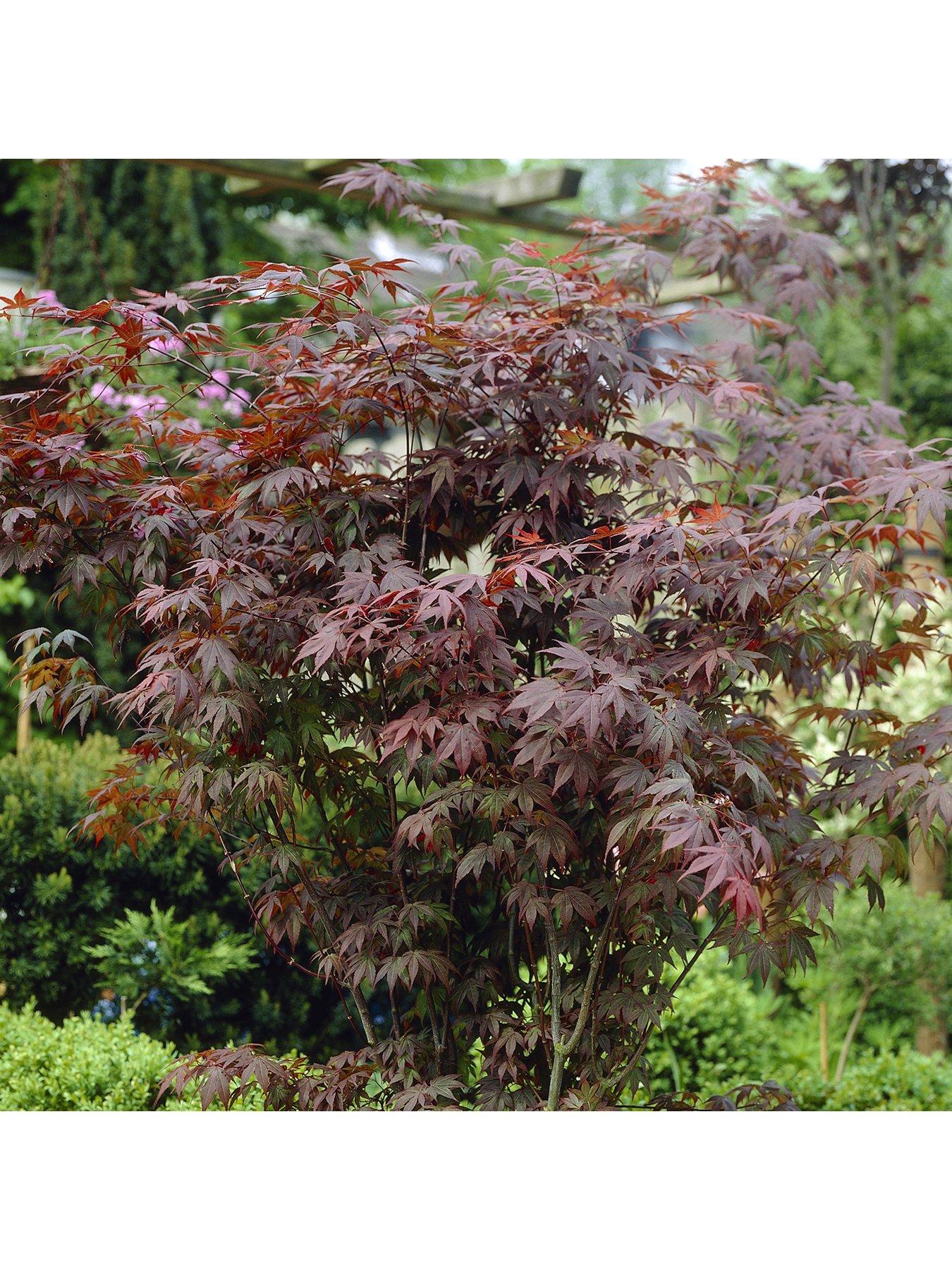 You Garden Hardy Acers Collection 3 x 10.5cm