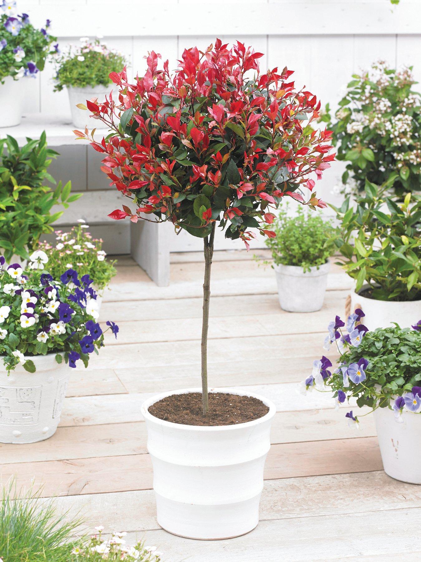 You Garden Photinia Little Red Robin 1m Standard | Very.co.uk