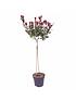 image of photinia-little-red-robin-1m-standard