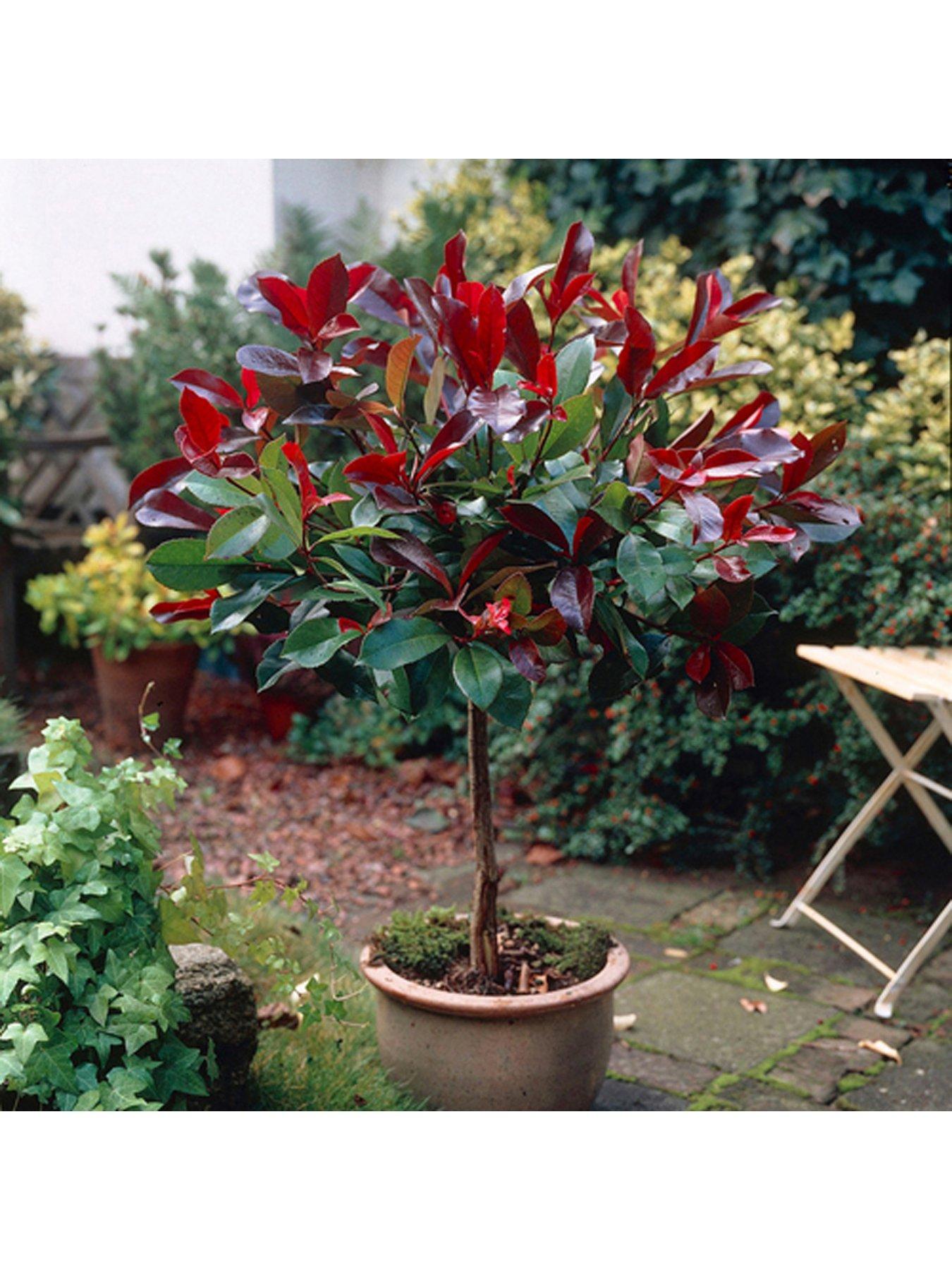 You Garden Photinia Little Red Robin 1m Standard | Very.co.uk