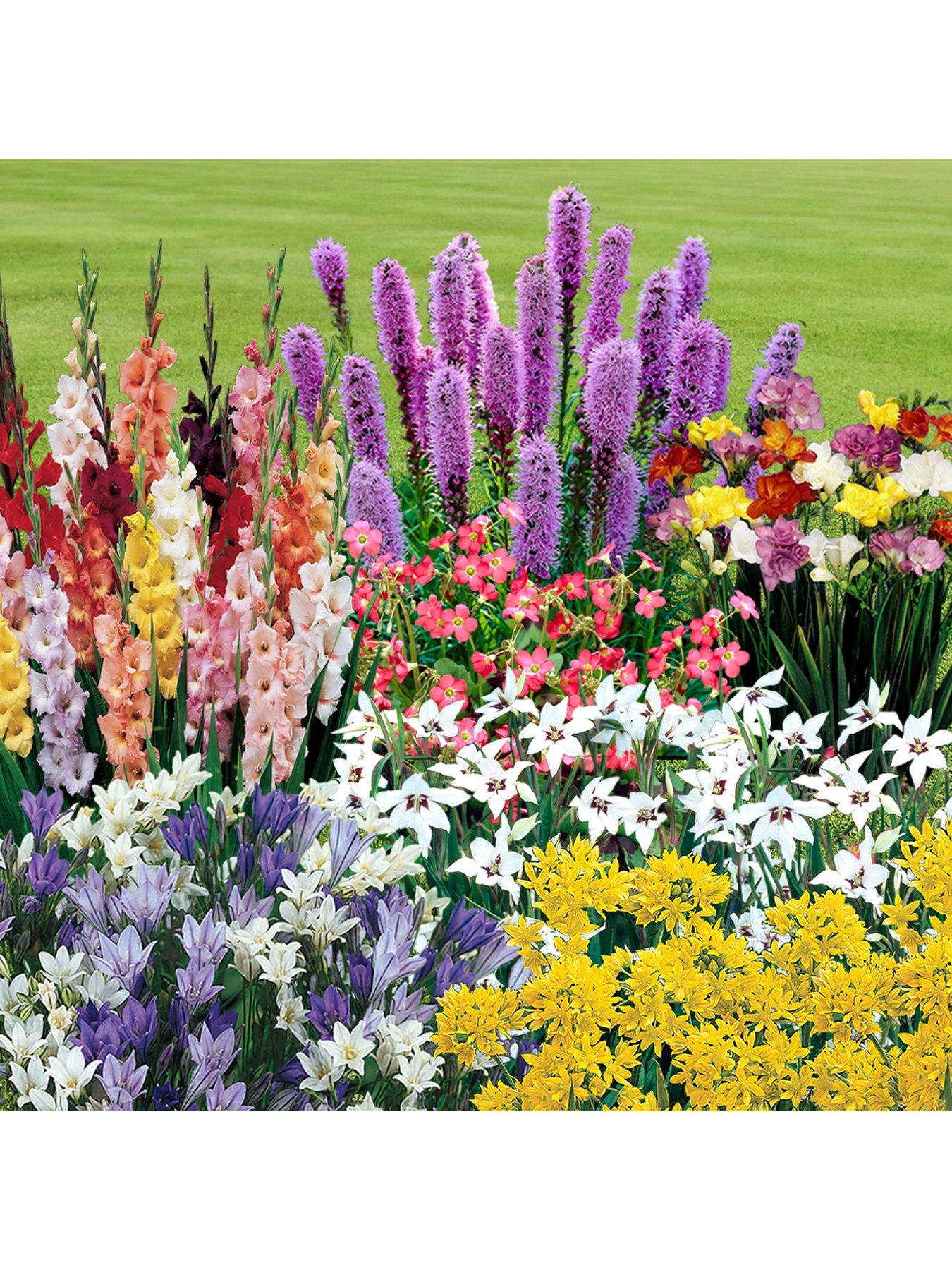 You Garden 300 Summer Bulb Collection 7 Varieties