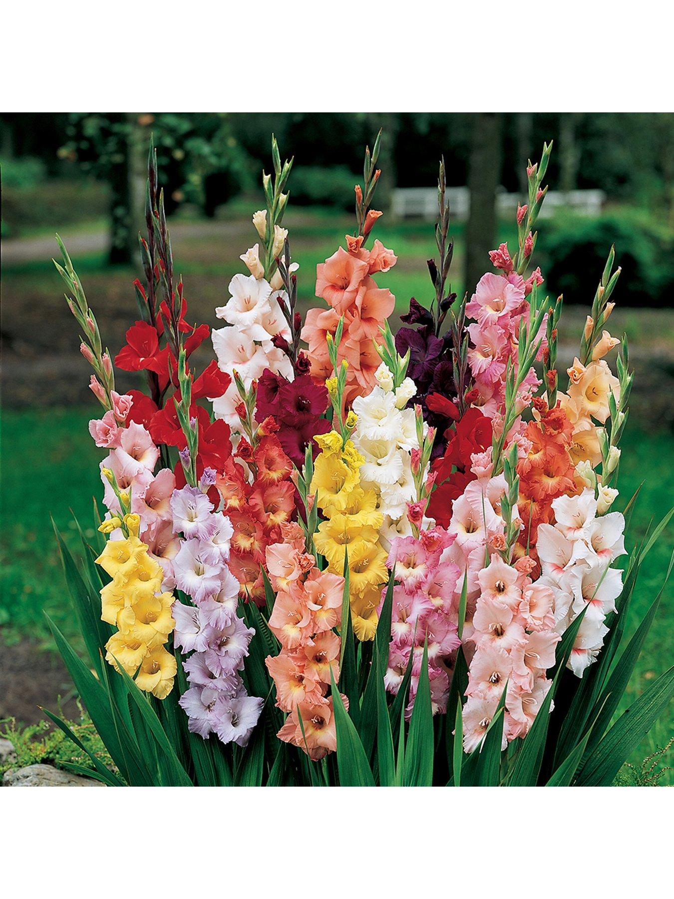 Image 3 of 5 of You Garden 300 Summer Flowering Bulbs In 7 Varieties