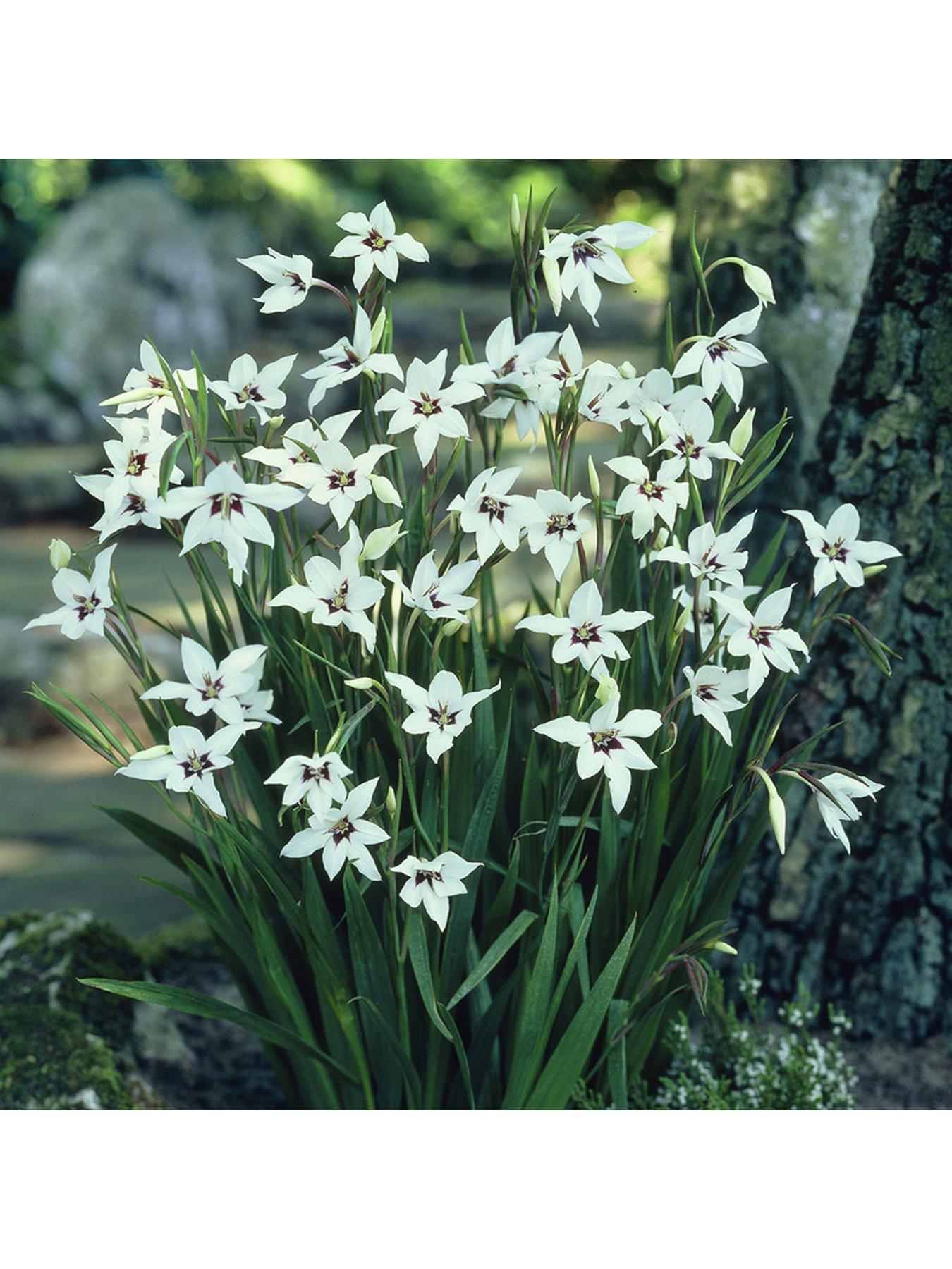 Image 4 of 5 of You Garden 300 Summer Flowering Bulbs In 7 Varieties