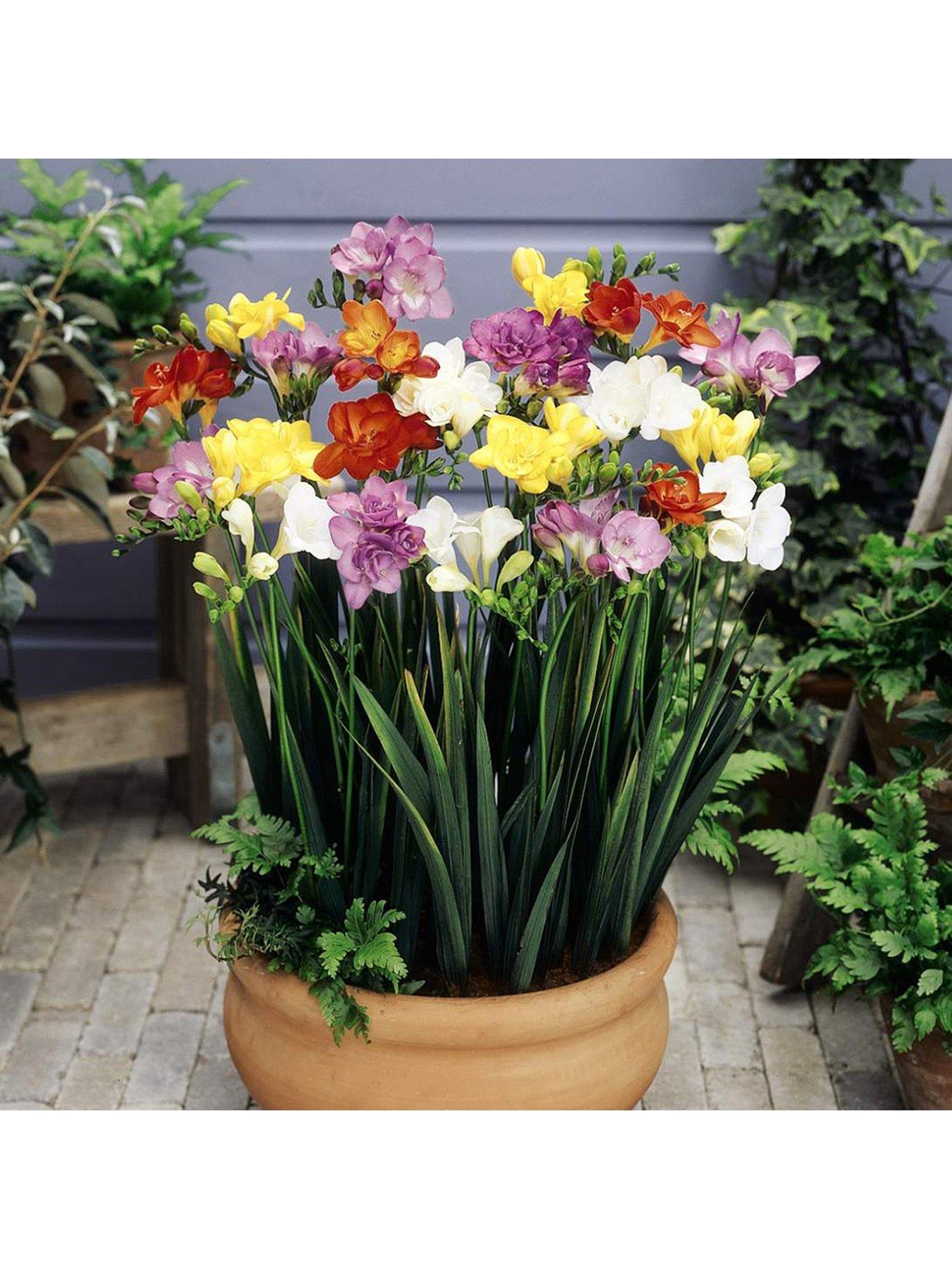 Image 5 of 5 of You Garden 300 Summer Flowering Bulbs In 7 Varieties