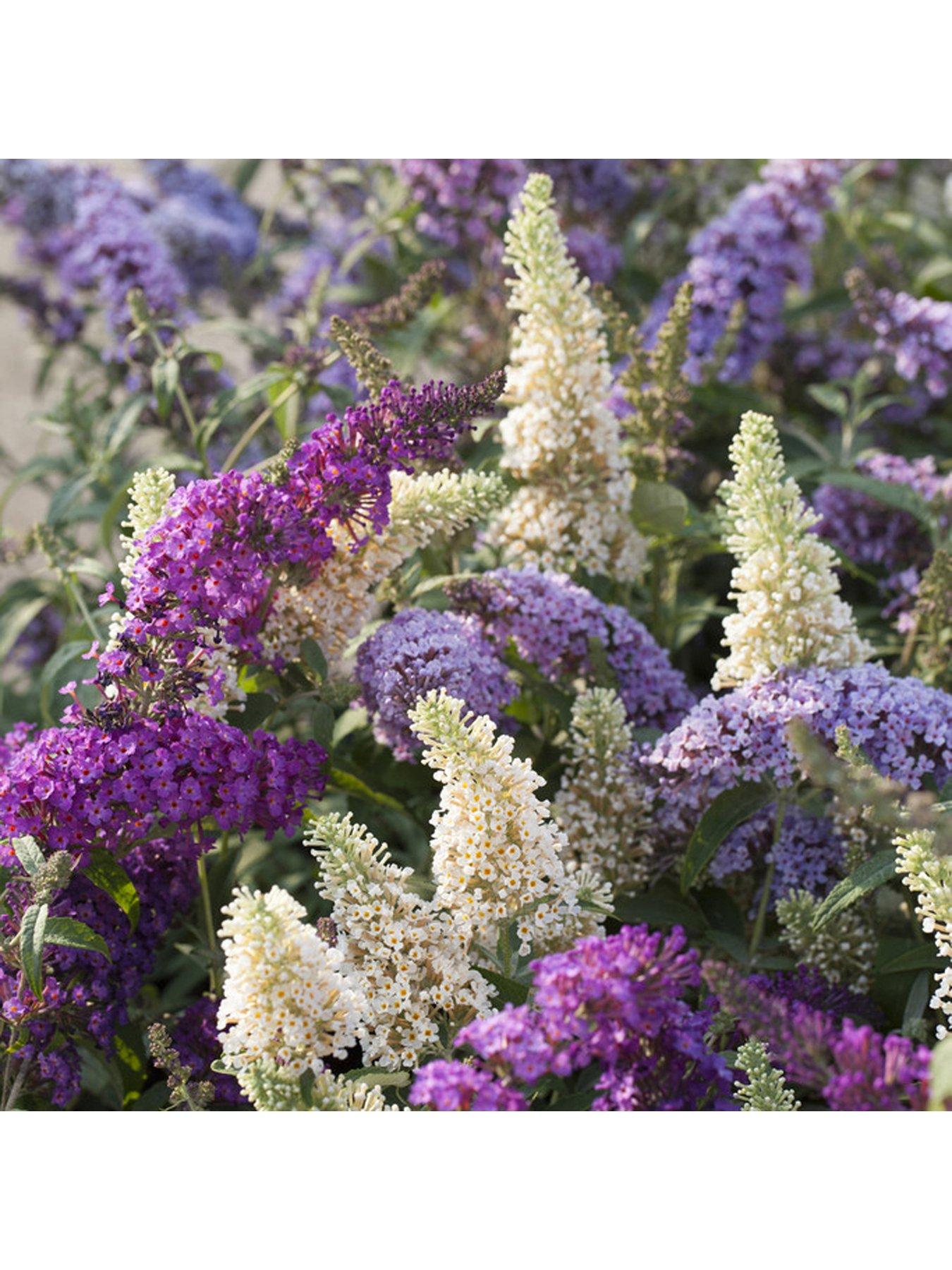 Image 1 of 4 of You Garden Buddleia Tricolour Plant In 2l Pot