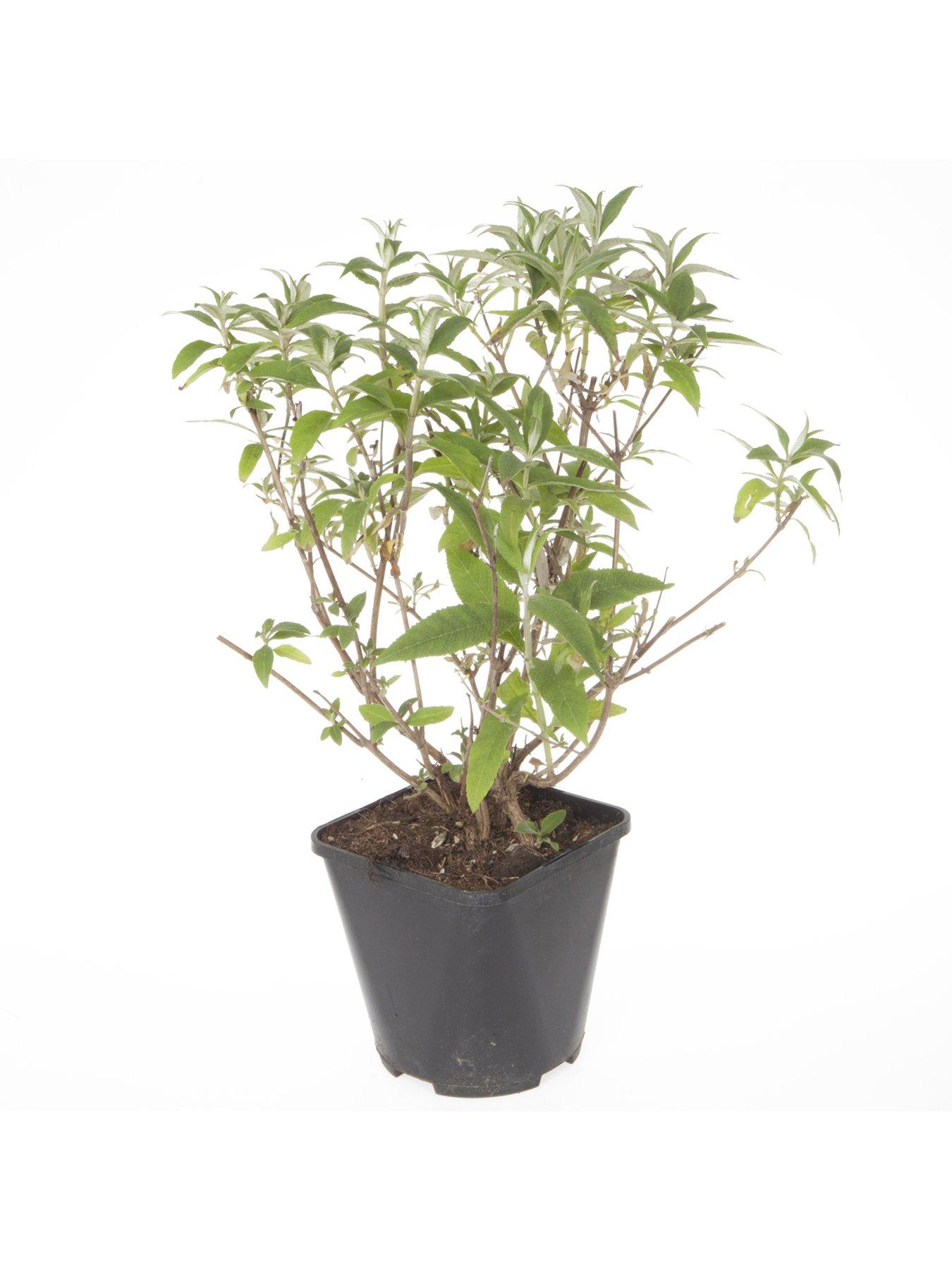 Image 2 of 4 of You Garden Buddleia Tricolour Plant In 2l Pot
