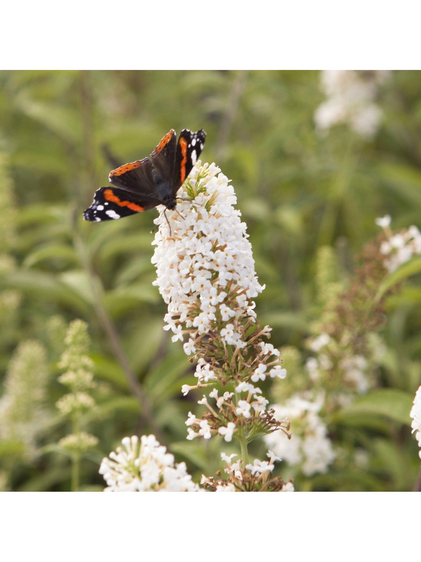Image 3 of 4 of You Garden Buddleia Tricolour Plant In 2l Pot