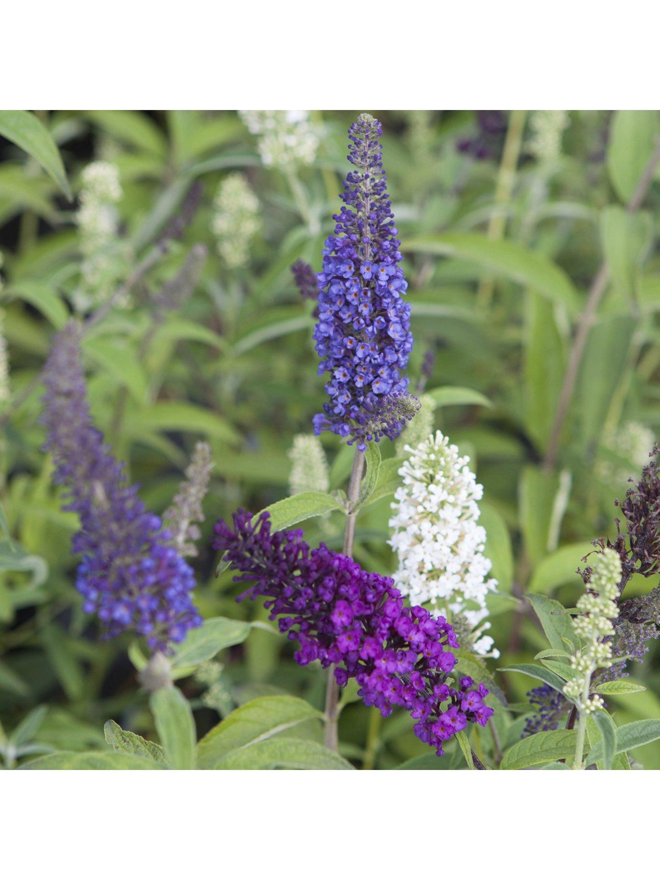 Image 4 of 4 of You Garden Buddleia Tricolour Plant In 2l Pot