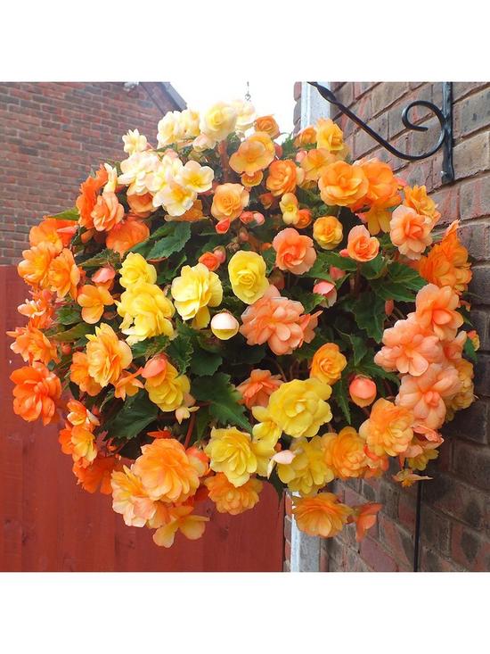 front image of trailing-begonia-apricot-shades-x20-tubers