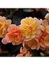  image of trailing-begonia-apricot-shades-x20-tubers