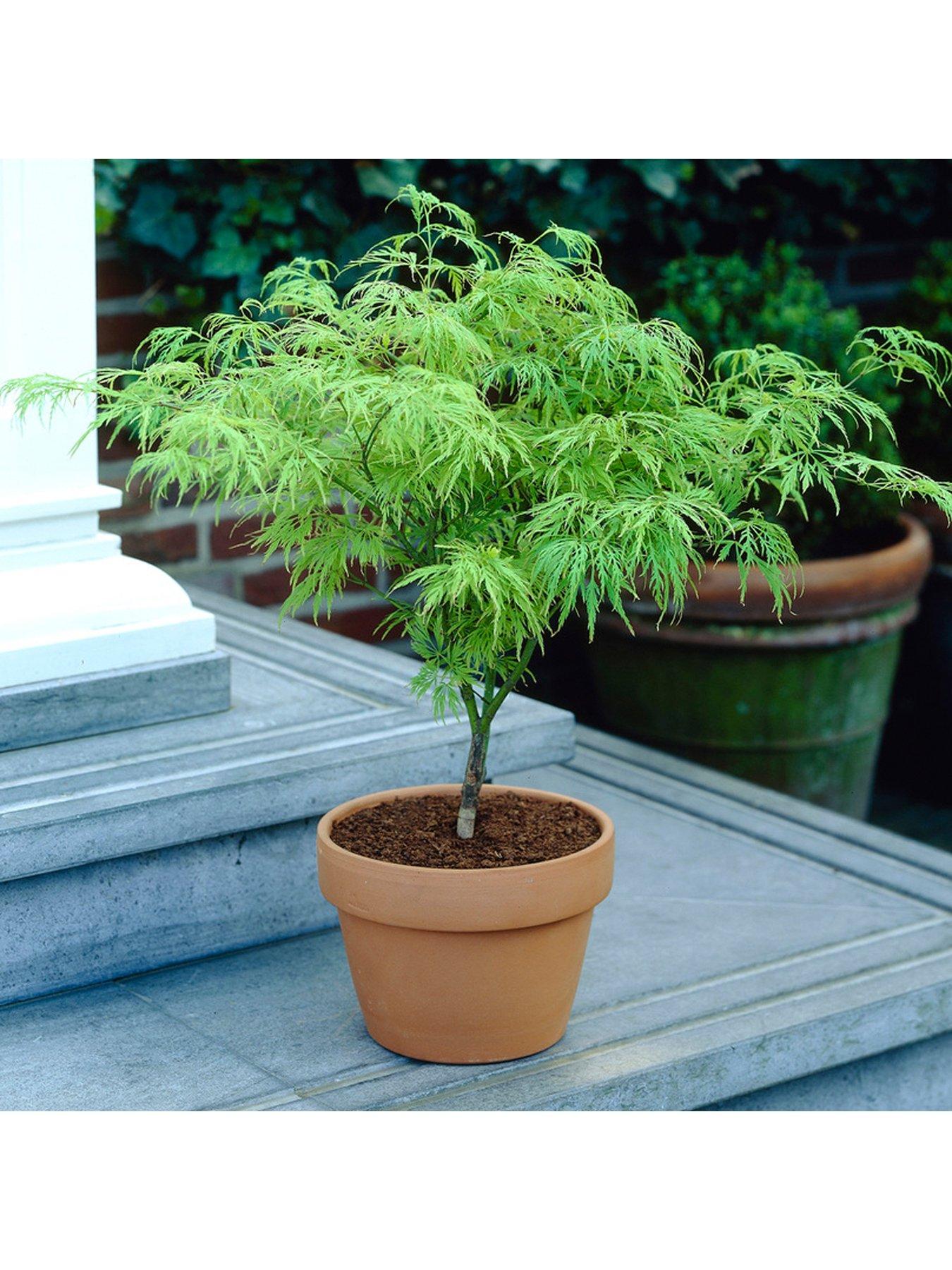 Product photograph of You Garden Acer Palmatum Dissectum 3l from very.co.uk