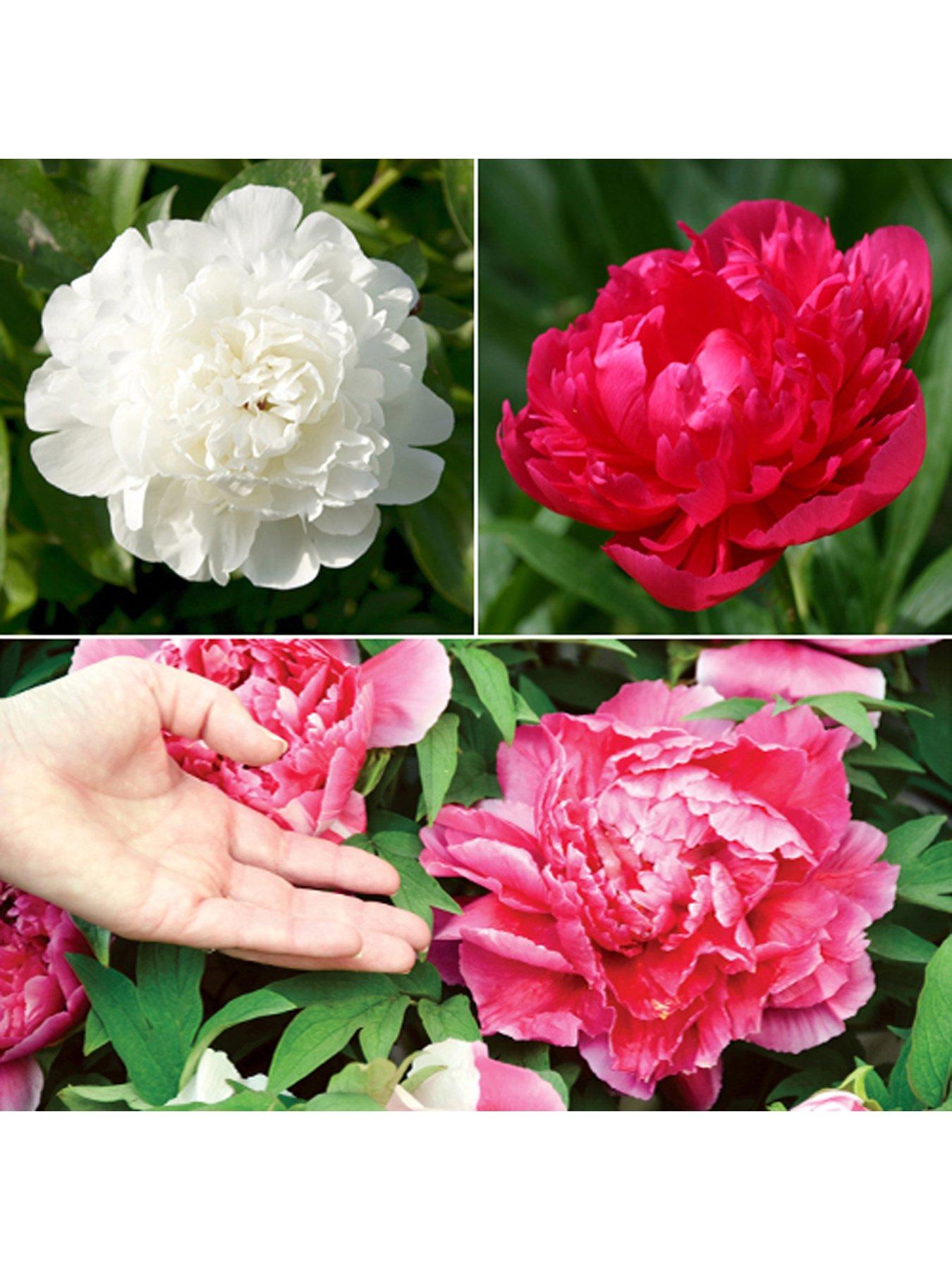 You Garden Hardy Paeony Bushes - Pack Of 3 Bare Root