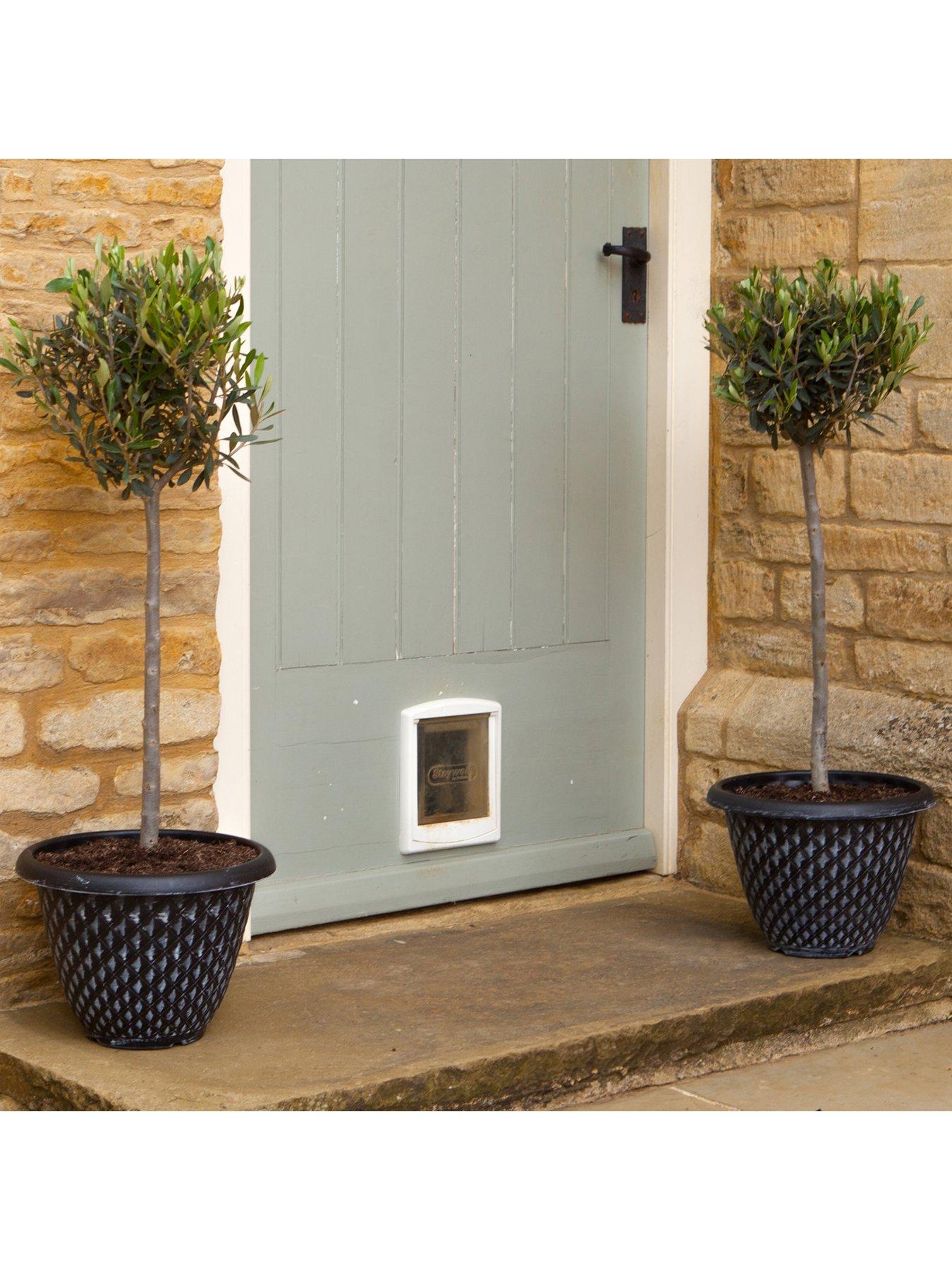 YouGarden Large Standard Olive Tree, Established Plant In 25cm Pot Approximately 1 4m Tall Ready To Plant