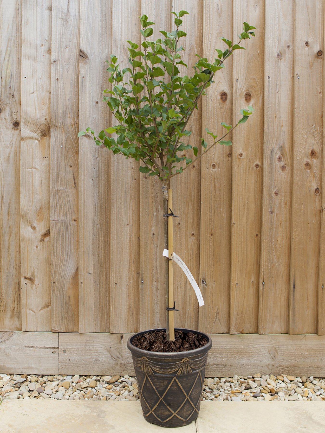 Product photograph of Lilac Syringa Palibin Standard 80-100cm Tall from very.co.uk