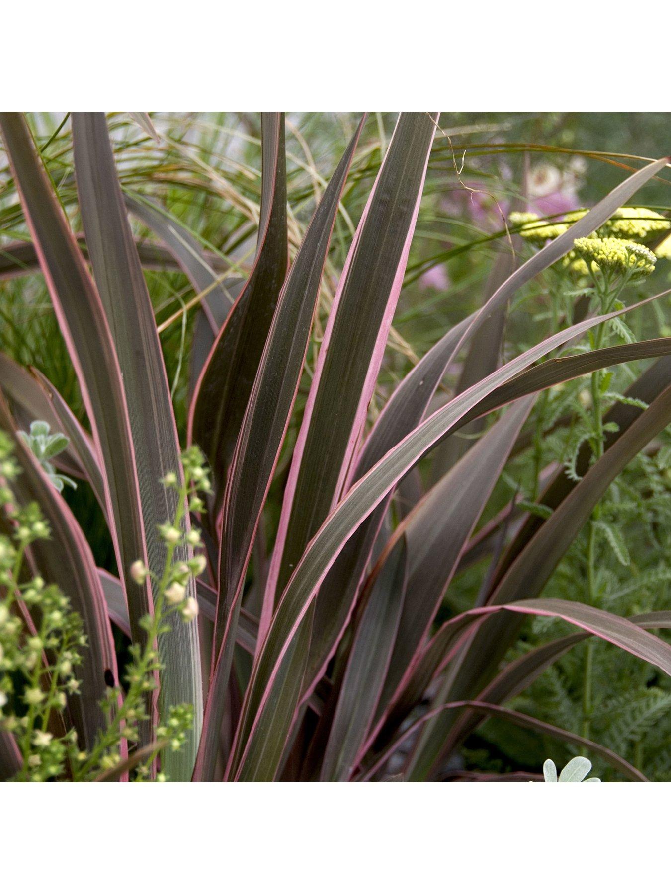 Product photograph of Phormium Sundowner Pink 5l Pot from very.co.uk
