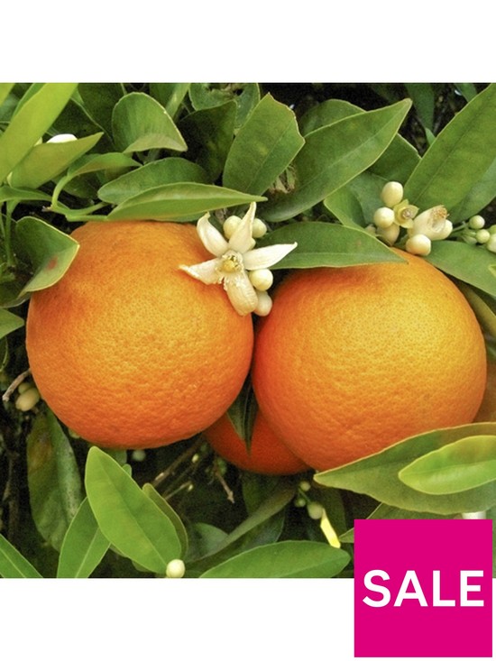 front image of large-orange-tree-6l-pot