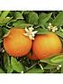  image of large-orange-tree-6l-pot