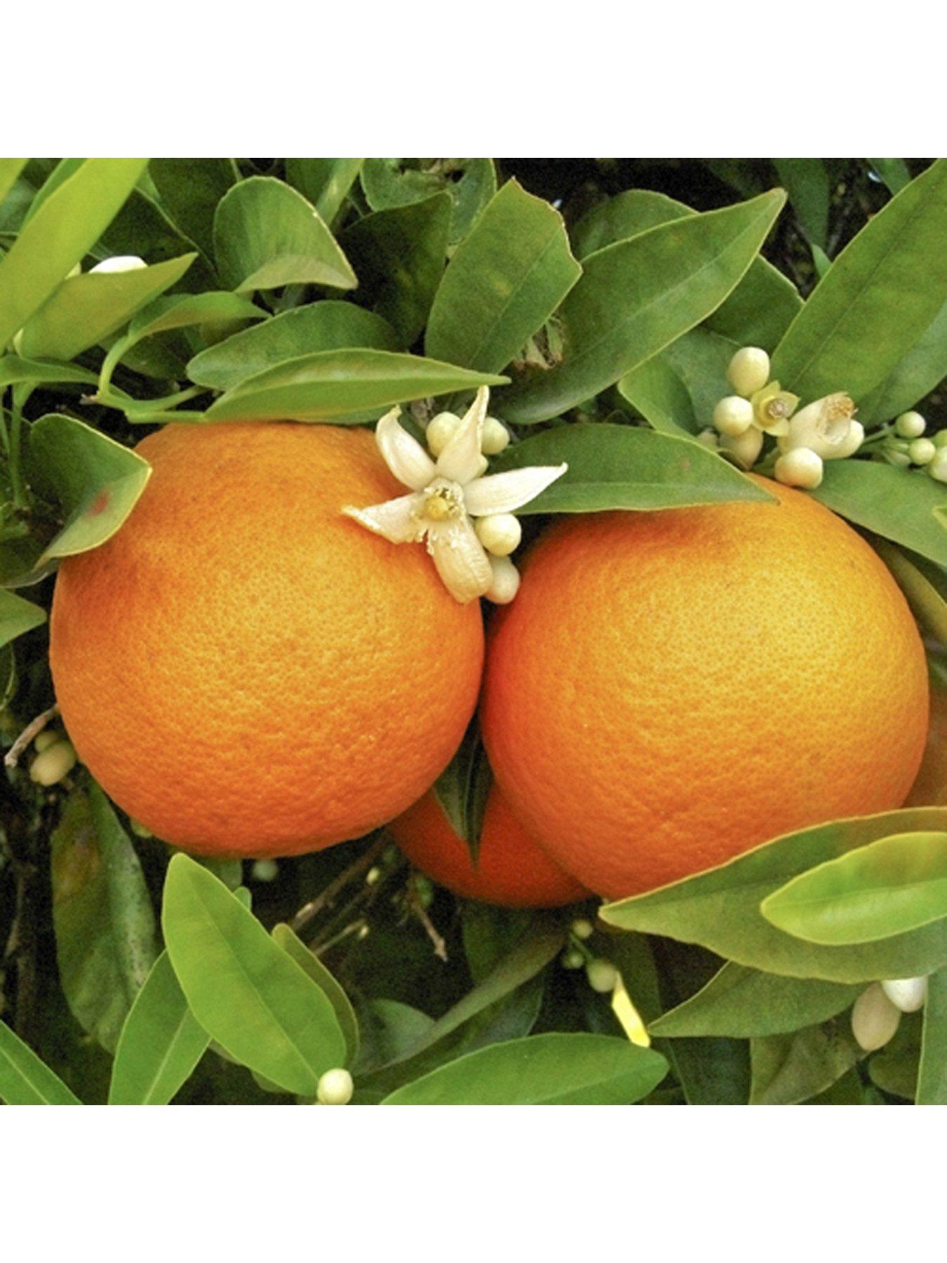 undefined Large Orange Tree