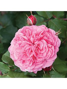 old-english-shrub-rose-collection-x5-bare-root