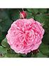 old-english-shrub-rose-collection-x5-bare-rootfront