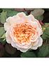 old-english-shrub-rose-collection-x5-bare-rootstillFront