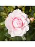 old-english-shrub-rose-collection-x5-bare-rootback