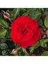 old-english-shrub-rose-collection-x5-bare-rootdetail