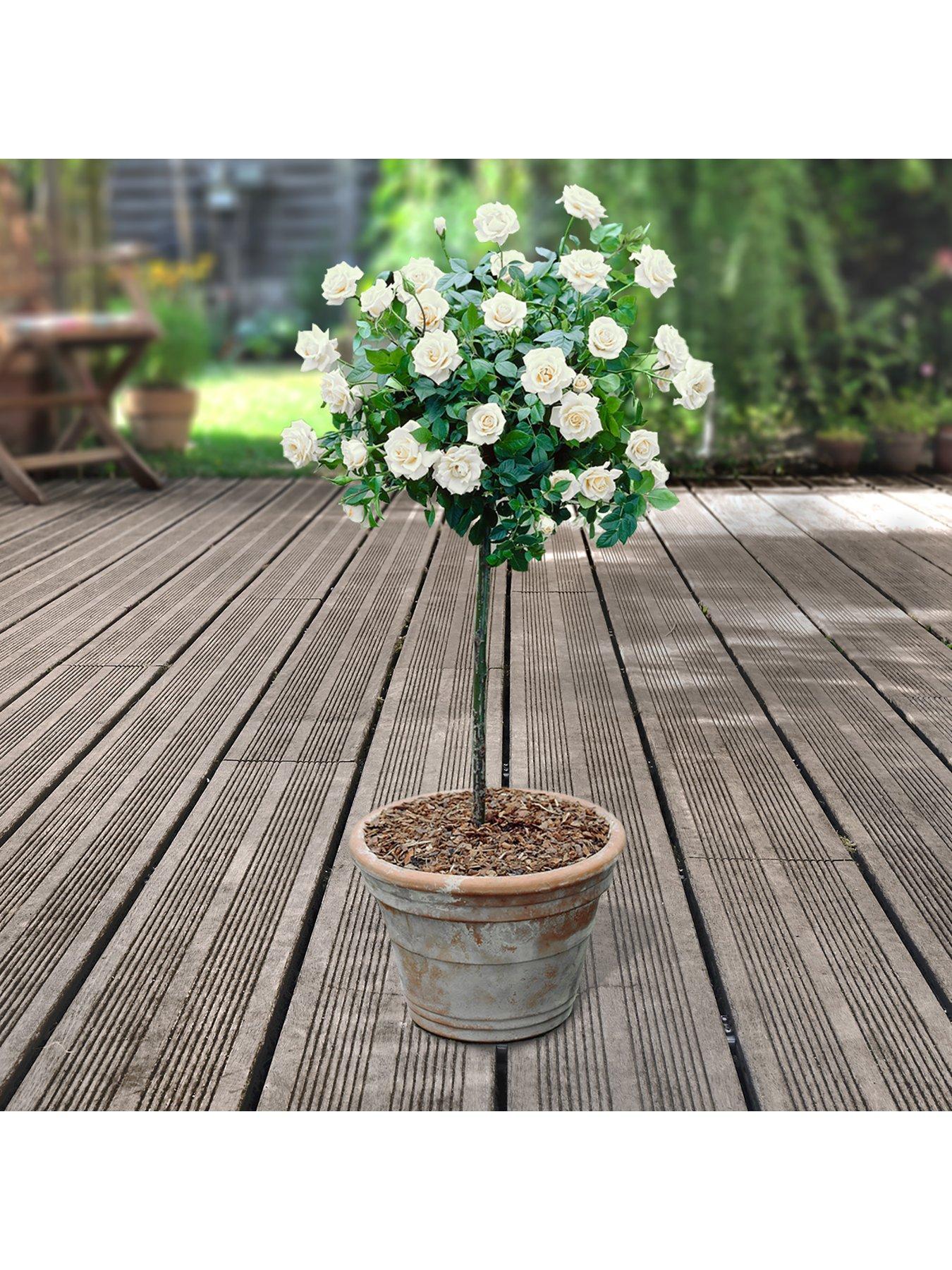You Garden Patio Standard Roses Collection X 4 Bare Roots | Very
