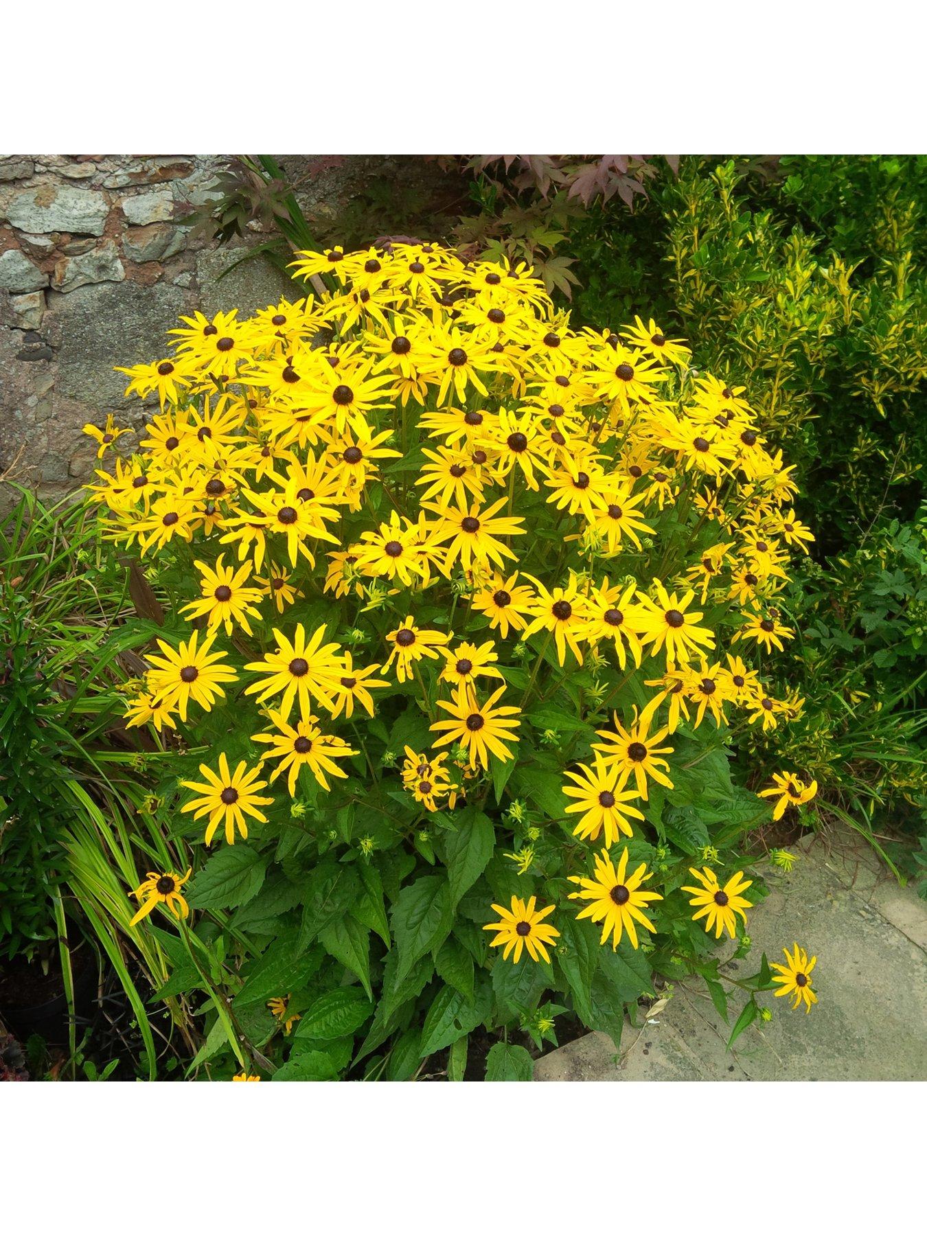 Product photograph of Rudbeckia Goldsturm 3 X9cm Plants from very.co.uk