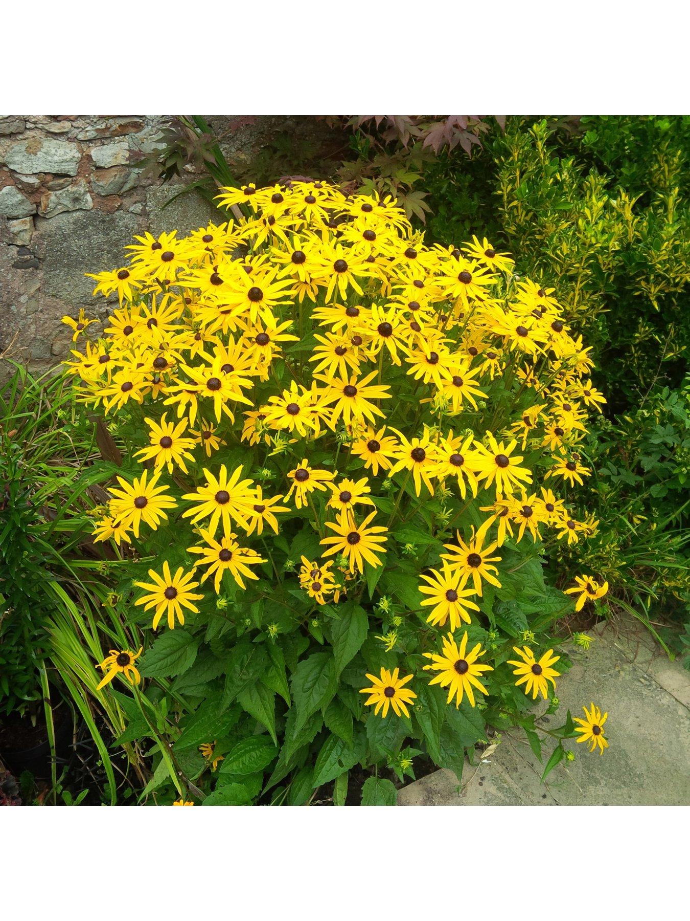 Rudbeckia Goldsturm 3 X9Cm Plants review