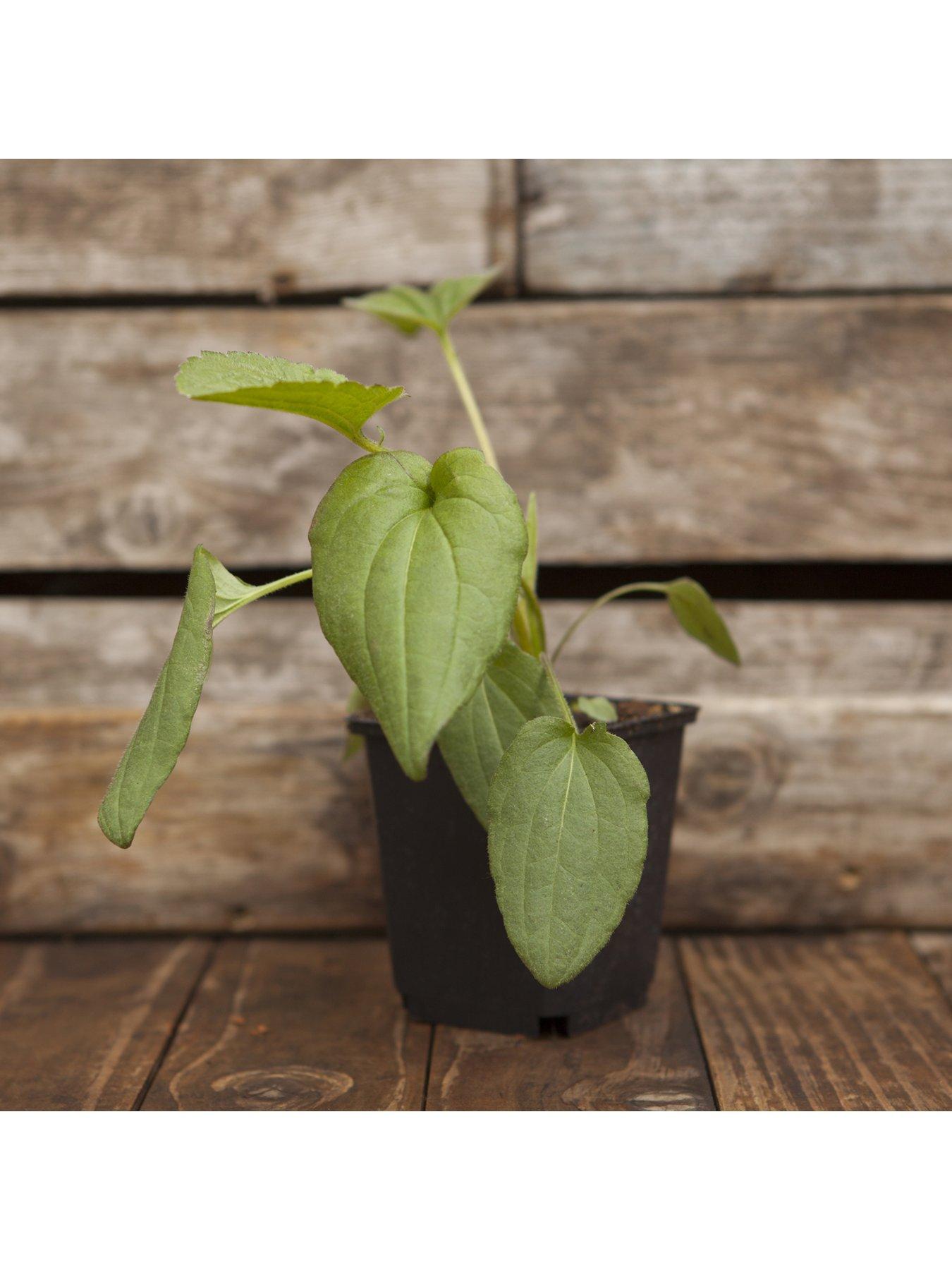 Image 2 of 5 of You Garden Rudbeckia Goldsturm 3 X9cm Plants