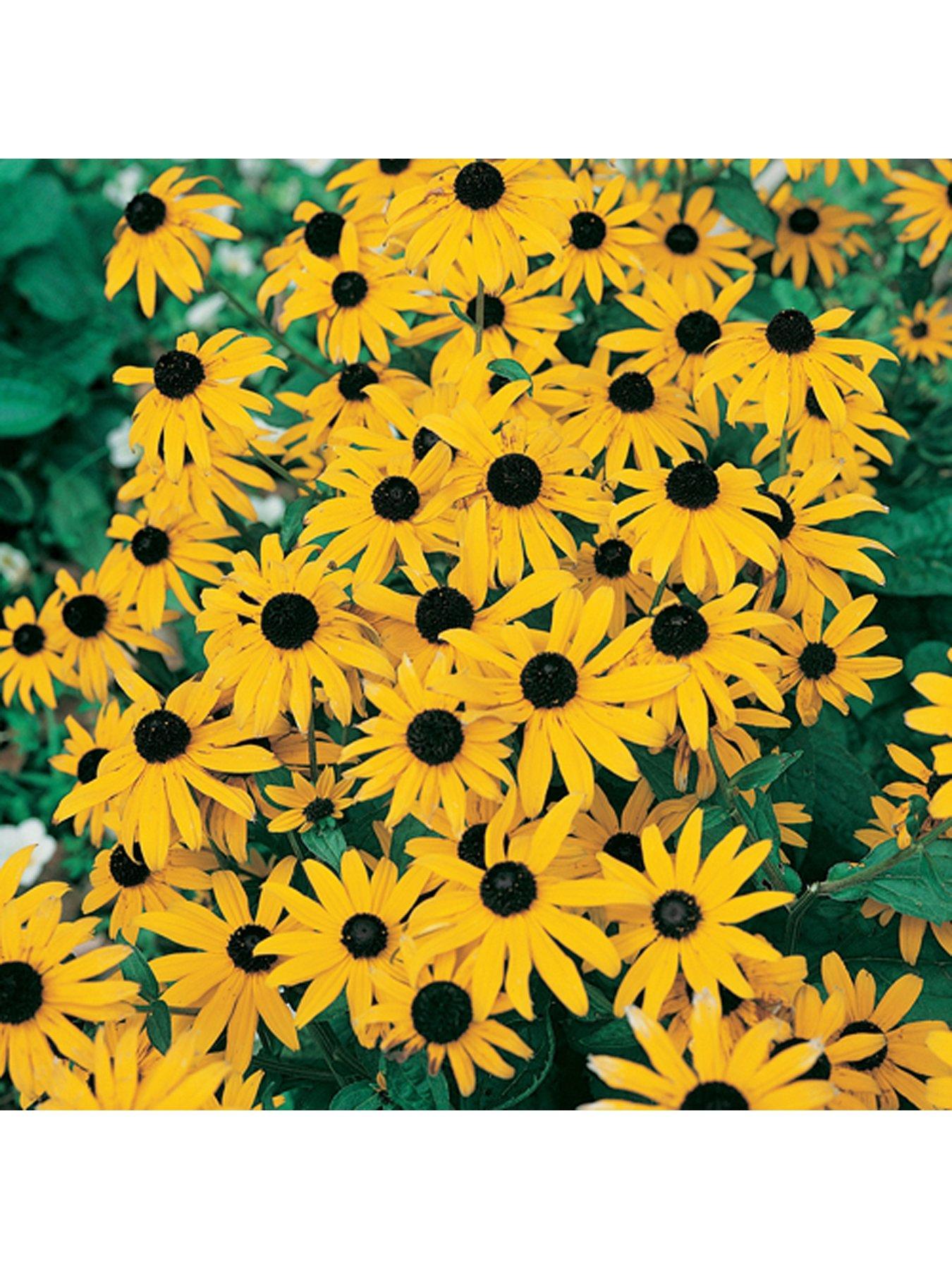 Image 3 of 5 of You Garden Rudbeckia Goldsturm 3 X9cm Plants