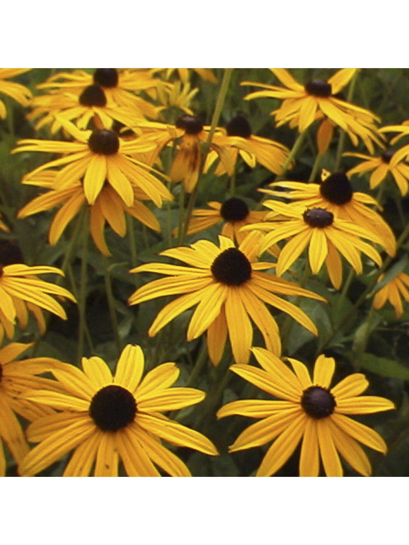 Image 4 of 5 of You Garden Rudbeckia Goldsturm 3 X9cm Plants