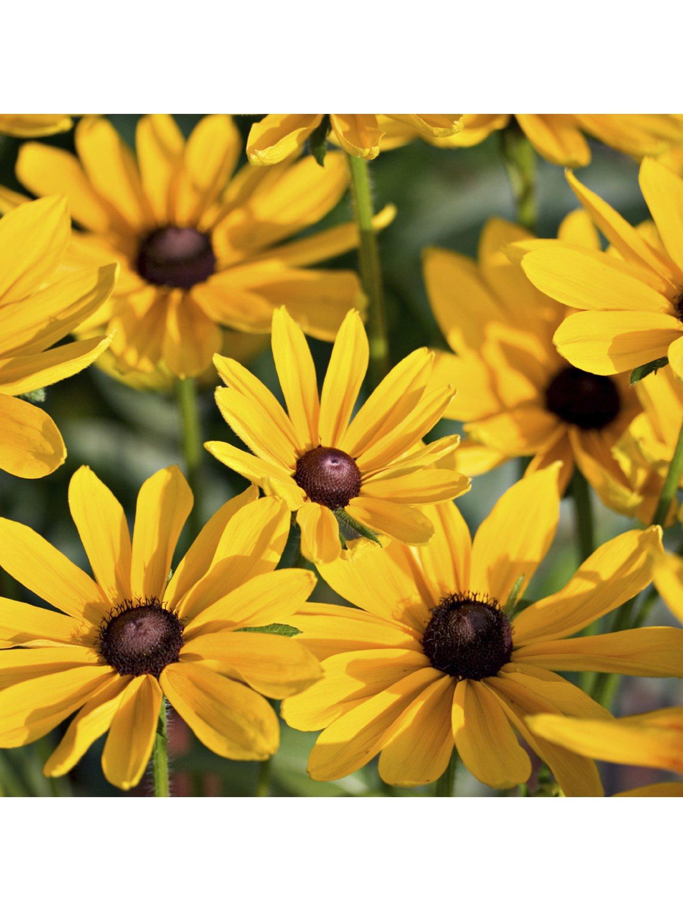 Image 5 of 5 of You Garden Rudbeckia Goldsturm 3 X9cm Plants