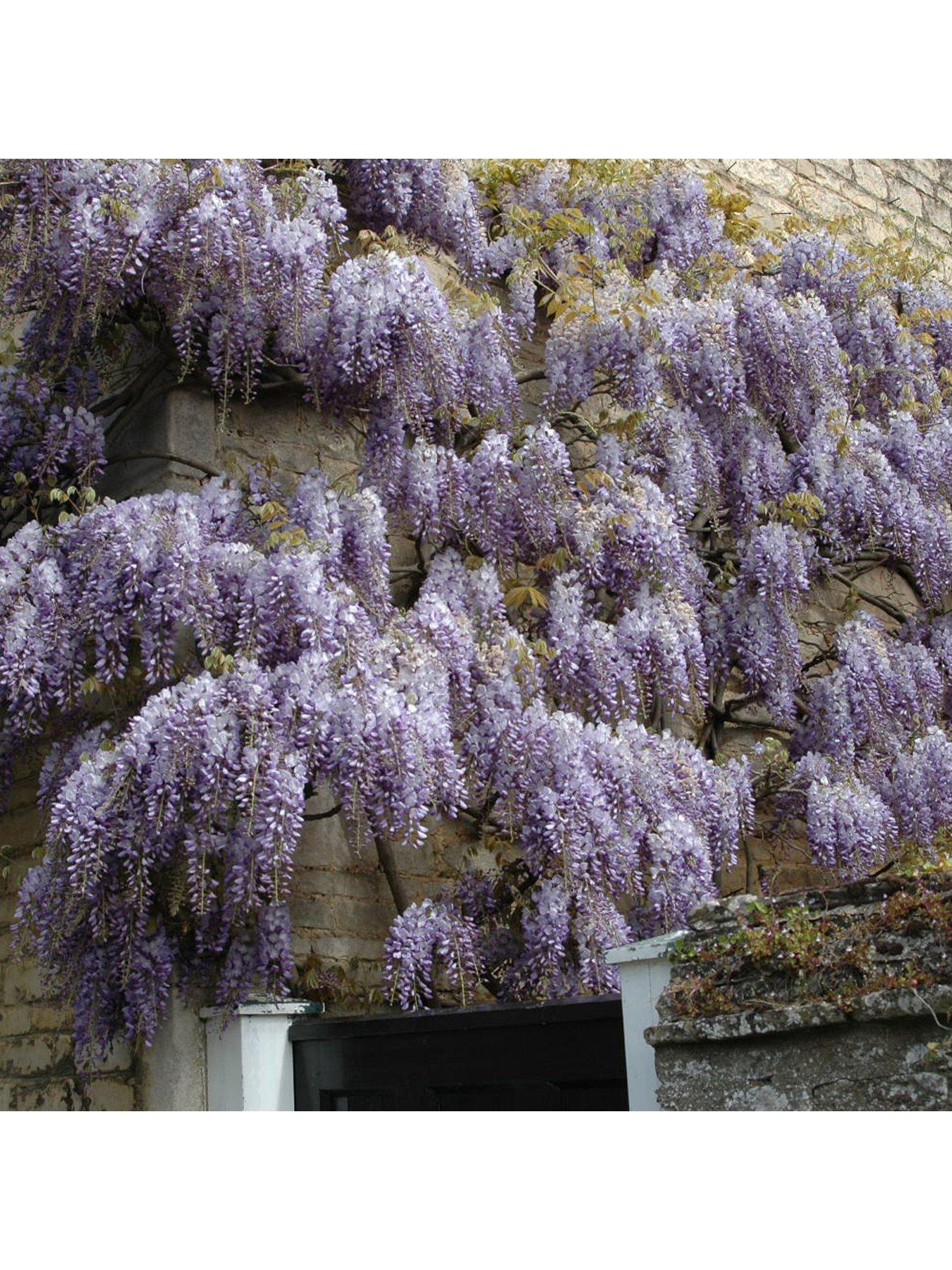 Wisteria Climber Blue 3L 1.2M Tall review