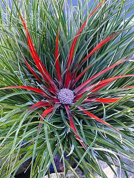 Product photograph of Hardy Bromeliad Fasicularia Bicolour 1l Pot from very.co.uk