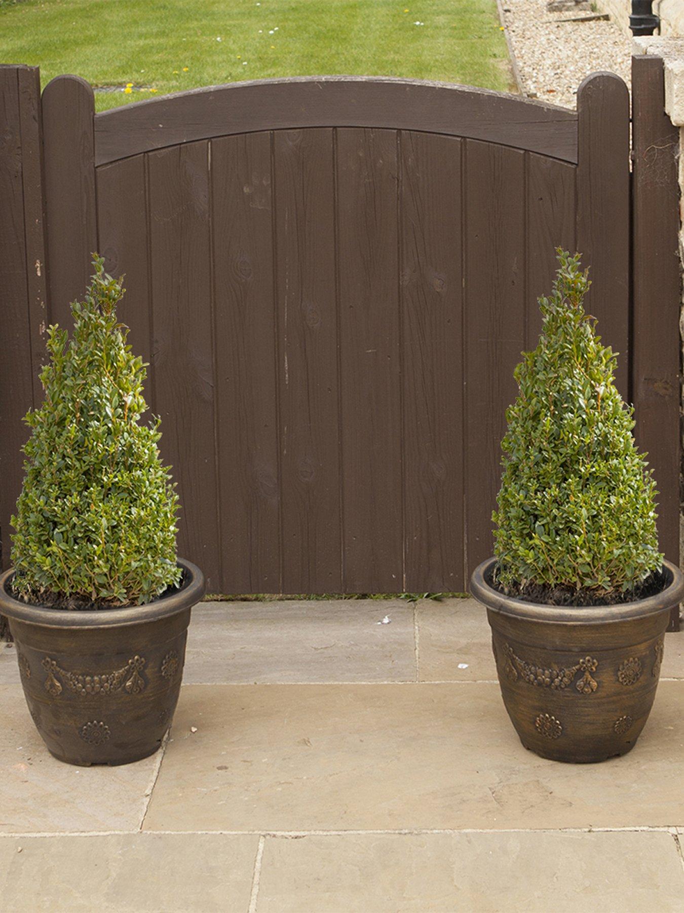 Product photograph of You Garden Pair Of Box Topiary Pyramids Buxus Sempervirens 45-50cm Tall from very.co.uk