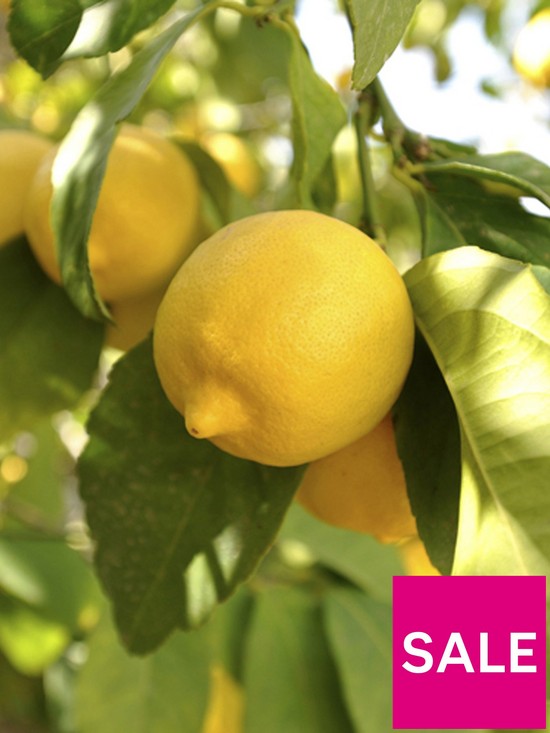 front image of large-lemon-eureka-tree-6l-pot