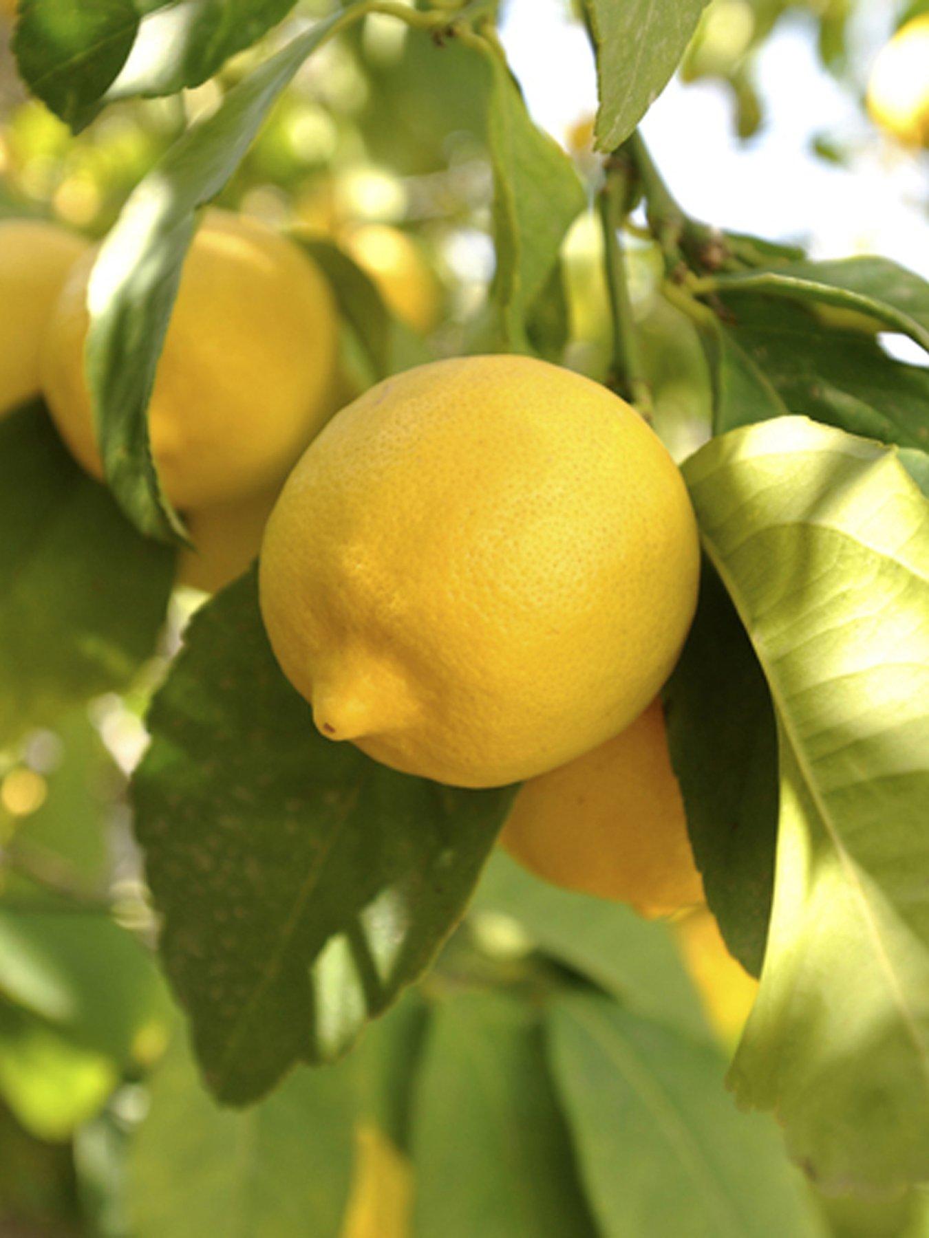 Large Lemon Eureka Tree