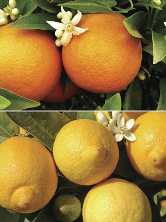 front image of pair-of-1m-orange-lemon-citrus-trees-with-citrus-feed
