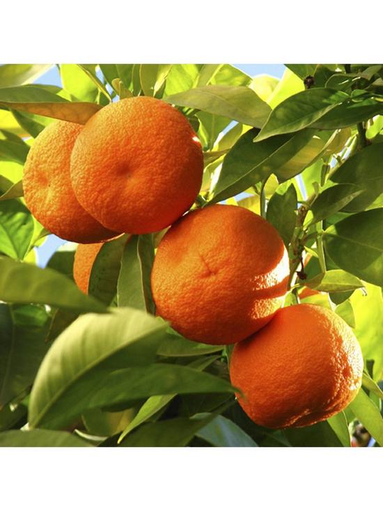 stillFront image of pair-of-1m-orange-lemon-citrus-trees-with-citrus-feed