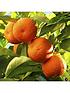  image of pair-of-1m-orange-lemon-citrus-trees-with-citrus-feed