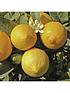  image of pair-of-1m-orange-lemon-citrus-trees-with-citrus-feed