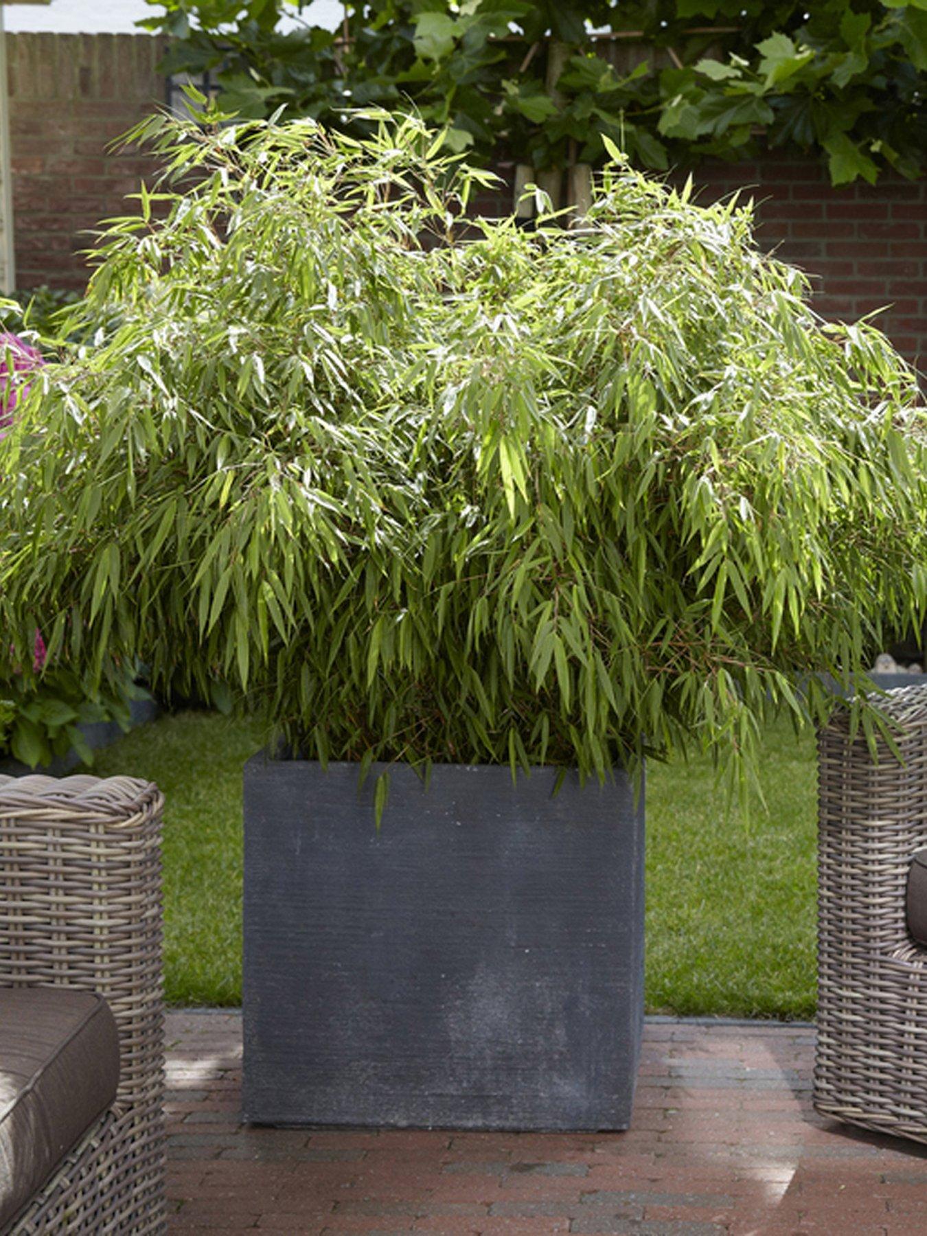 You Garden Pair of Fountain Bamboo Fargesia rufa 2L