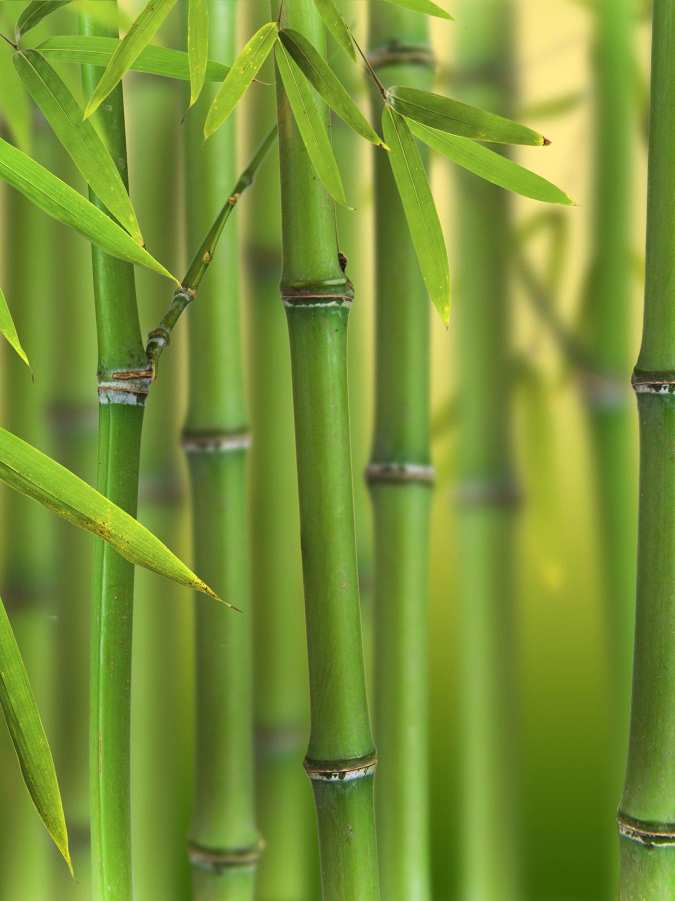 Green Bamboo Phyllostachys bisettii 3L Pot very