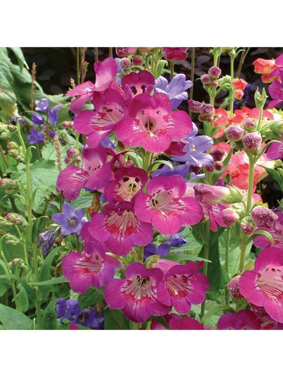 front image of hardy-perennial-penstemon-collection-12-x-jumbo-plugs