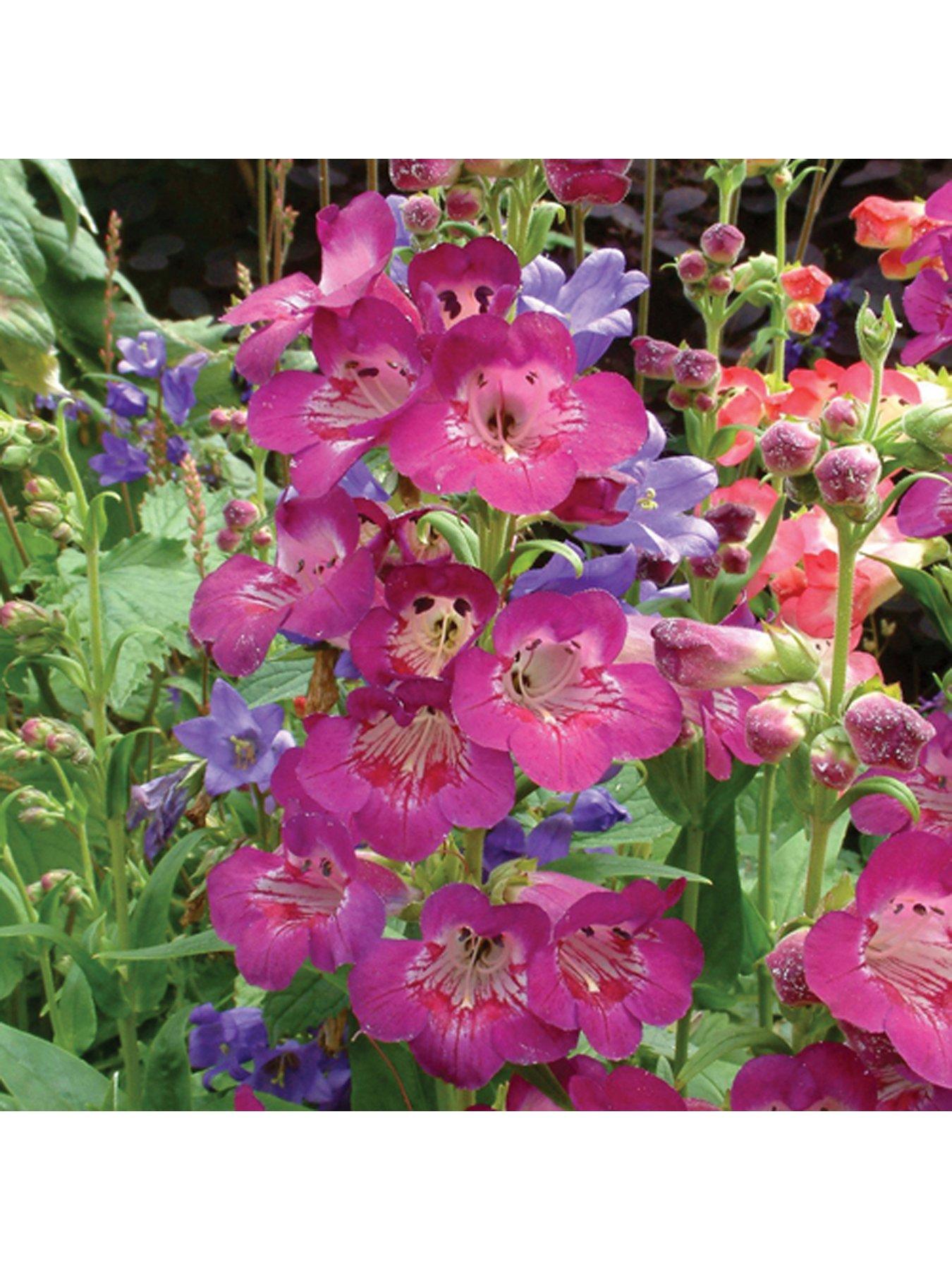 undefined Hardy Perennial Penstemon Collection 12 x Jumbo Plugs