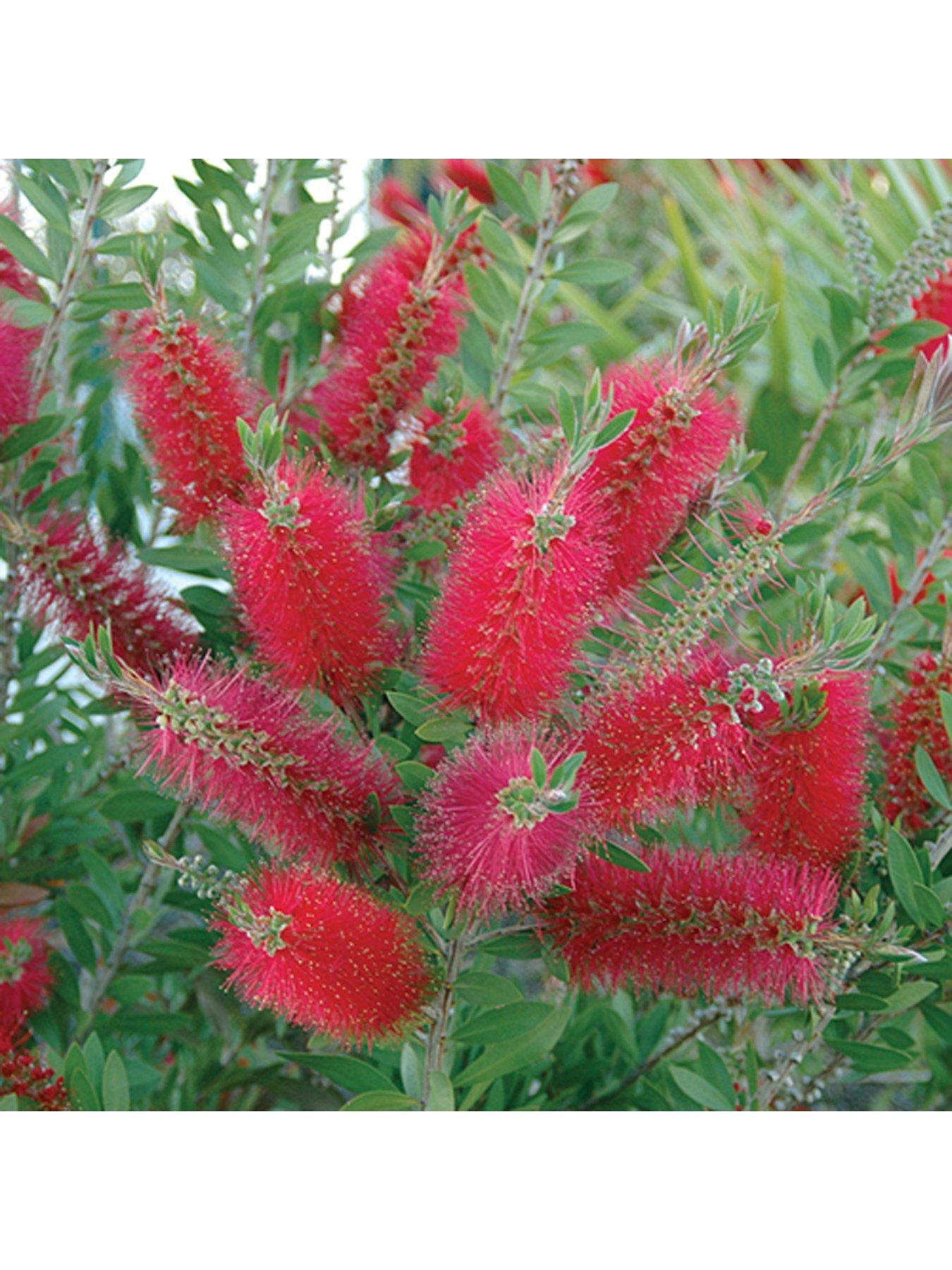 Product photograph of Hardy Callistemon 3l Potted Bottlebrush Plant from very.co.uk